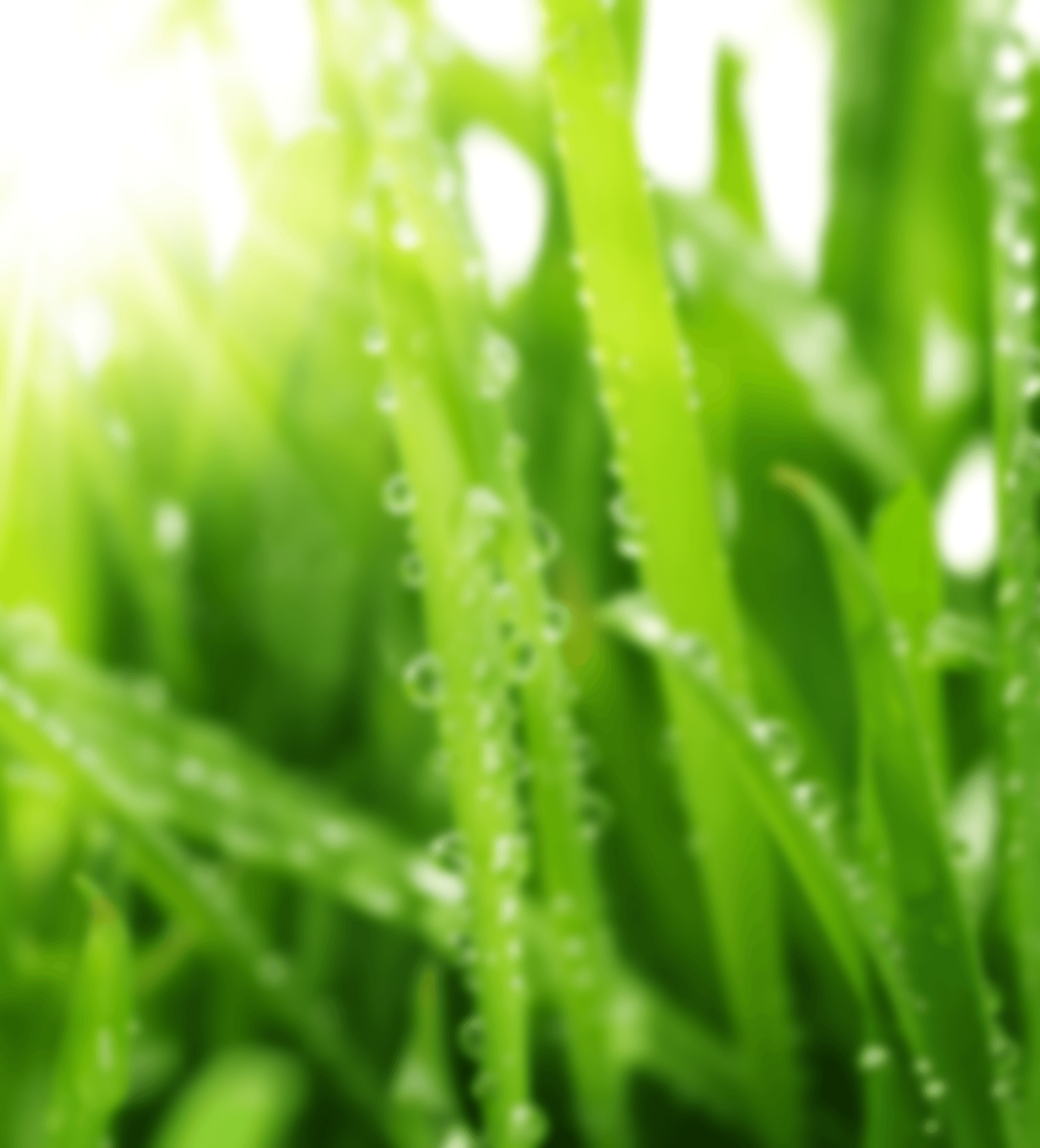 grünes Grass